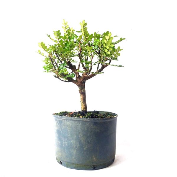 Pré Bonsai de Pepper tree