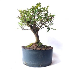 Pré Bonsai de Pepper tree