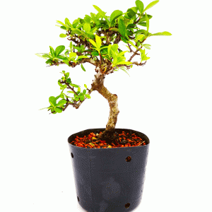 Pré Bonsai de Piracanta Amarela