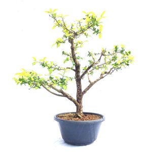 Pré bonsai de Acerola