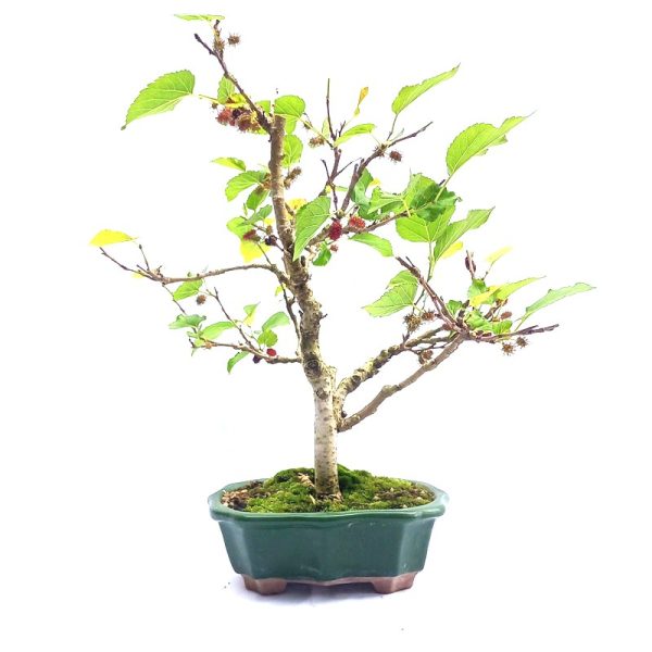 Bonsai de Amoreira