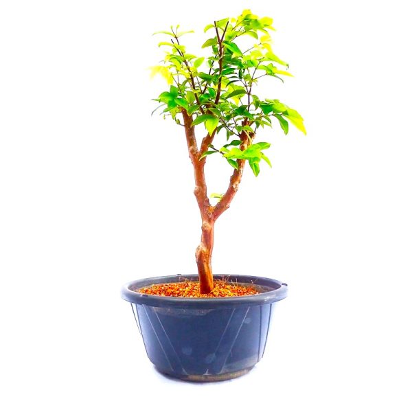 Pré Bonsai de Jabuticaba