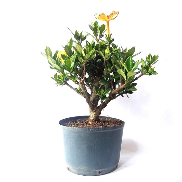 Pré Bonsai de jasmim