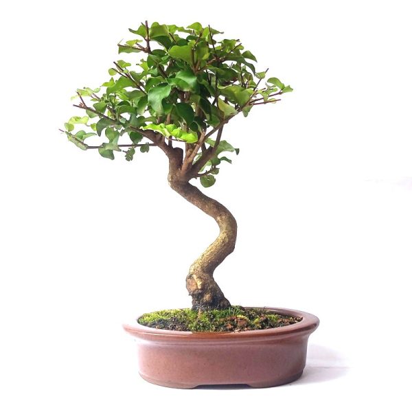 Bonsai de Ligustro