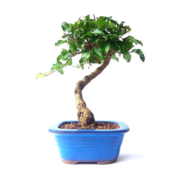 Bonsai de Ligustro