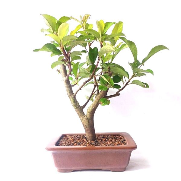 Bonsai de Maça Anã