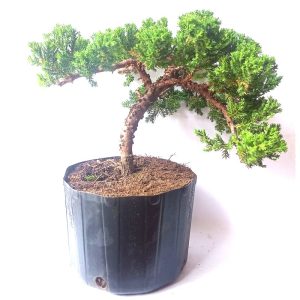 Pré bonsai de Junípero procumbens