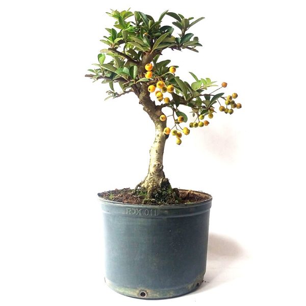 Pré bonsai de Piracanta Amarela
