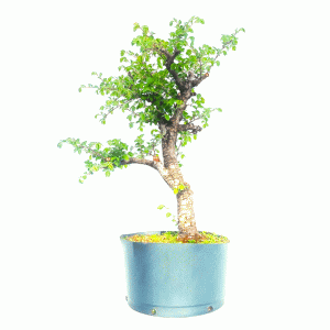 Pré Bonsai de Ulmus Parvifolia