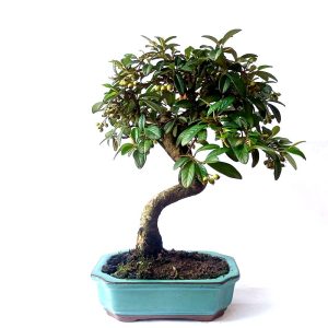 Pré bonsai de Cotoneaster pêndula