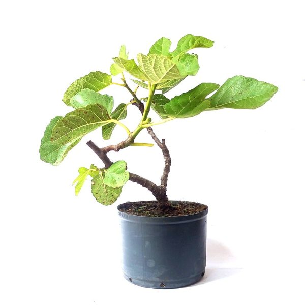 Pré Bonsai de Ficus Carica