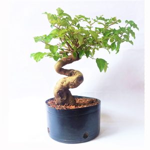 Pré bonsai de Ligustro