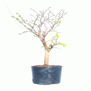 Pré Bonsai de Ulmus Parvifolia