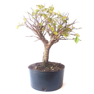Pré bonsai de Ulmus Chinês