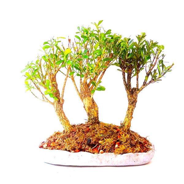 Bonsai de Buxus Harlandii