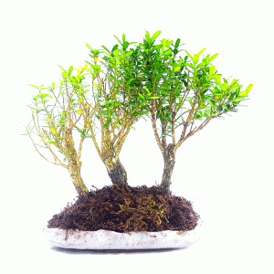 Bonsai de Buxus Harlandii