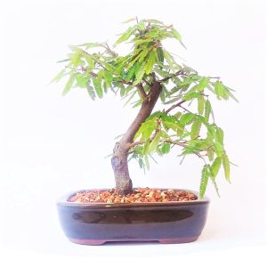 Bonsai de Caliandra Rosa