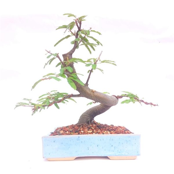 Bonsai de Caliandra Rosa