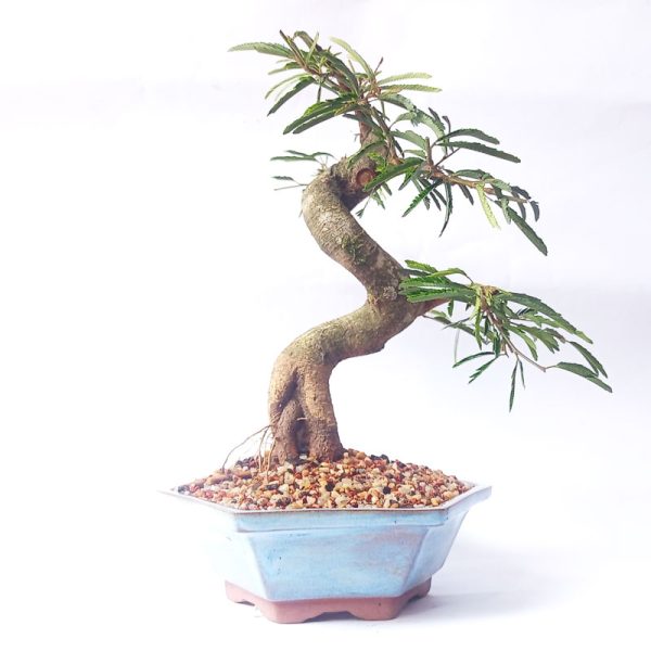 Bonsai de Caliandra Rosa