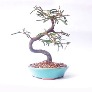 Bonsai de Caliandra Rosa