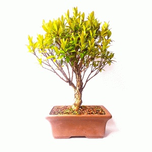 Bonsai de Cereja Anã