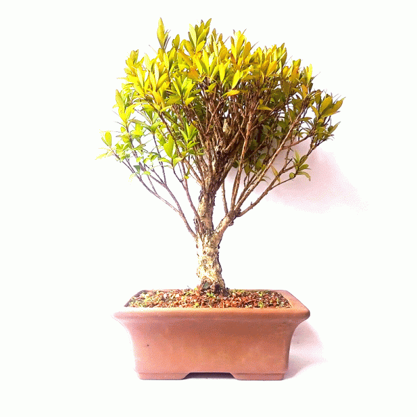 Bonsai de Cereja Anã 7 Anos - Image 2