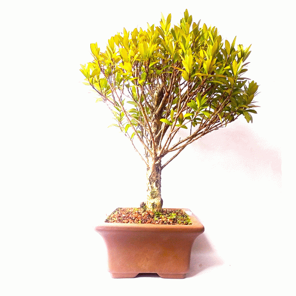 Bonsai de Cereja Anã 7 Anos - Image 3