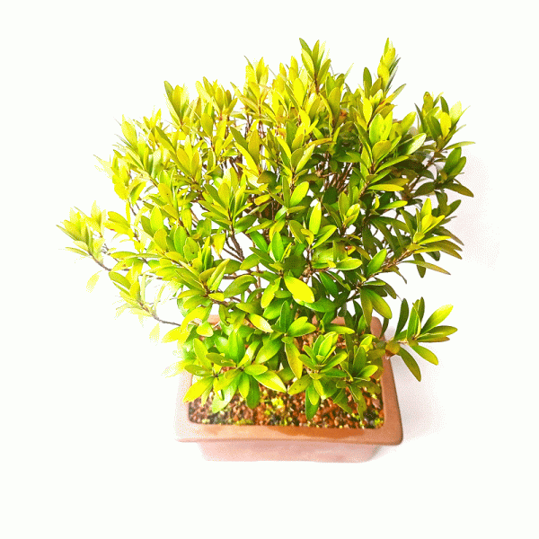 Bonsai de Cereja Anã 7 Anos - Image 4