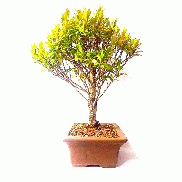 Bonsai de Cereja Anã 7 Anos - Image 5