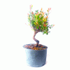 Pré Bonsai de Cereja Anã