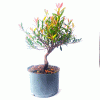 Pré Bonsai de Cereja Anã 3 Anos - Imagem 2