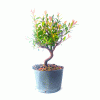 Pré Bonsai de Cereja Anã 3 Anos - Imagem 3