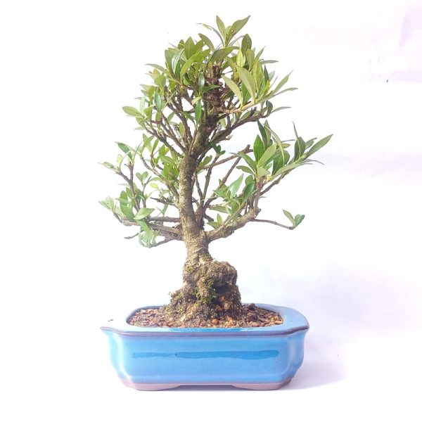 Bonsai de Jasmim do Cabo