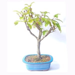 Bonsai de Maça Anã