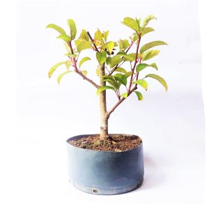 Pré Bonsai de Maça Anã