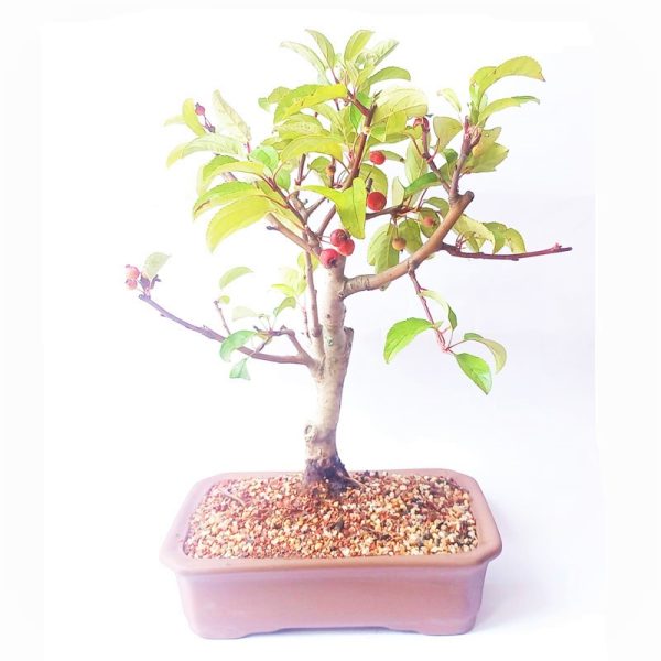 Bonsai de Maça Anã