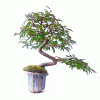 Bonsai de Caliandra Rosa