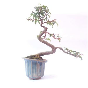 Bonsai de Caliandra Rosa