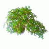 Bonsai de Caliandra Rosa 4 anos - Imagem 3