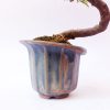 Bonsai de Caliandra Rosa 4 anos - Imagem 2
