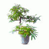 Bonsai de Caliandra Rosa 4 anos - Imagem 4