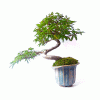 Bonsai de Caliandra Rosa 4 anos - Imagem 5