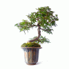 Bonsai de Caliandra Rosa 4 anos - Imagem 6