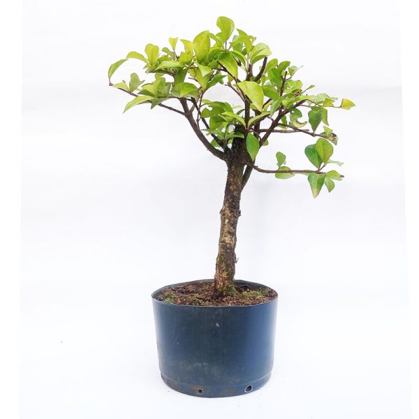 Pré Bonsai de Acerola