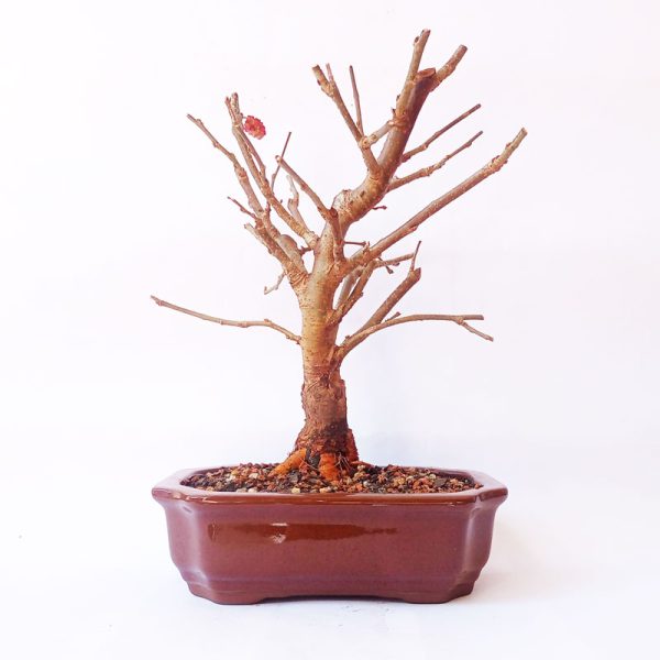 Bonsai de Amoreira