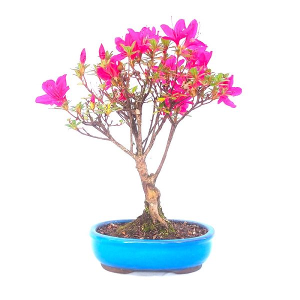 Bonsai de Azaleia