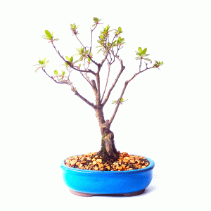 Bonsai de Azaleia cor rosa