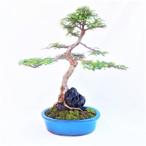 Bonsai de Caliandra Rosa