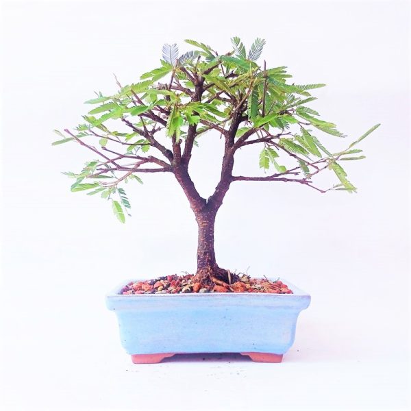 Bonsai de Caliandra Rosa