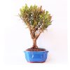 Bonsai de Cereja Anã 5 Anos - Imagem 2